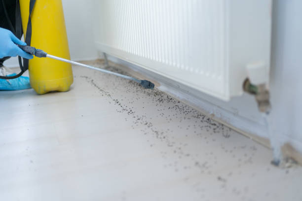 Best Pest Removal Services  in Five Forks, SC